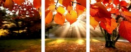 Триптихи 40x50 - Фокус - Триптихи 40x50 - Фокус