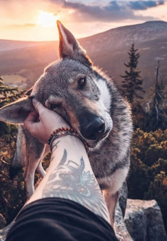 Алмазная мозаика на подрамнике 40х50