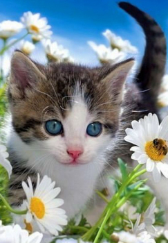 Маленький котенок