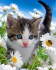 Маленький котенок - Маленький котенок