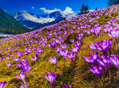 Алмазная мозаика на подрамнике 40х50