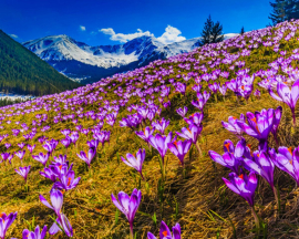 Алмазная мозаика на подрамнике 40х50 - Алмазная мозаика на подрамнике 40х50