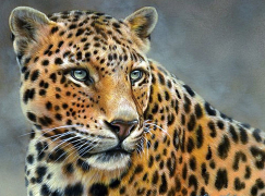 Алмазная мозаика на подрамнике 40х50