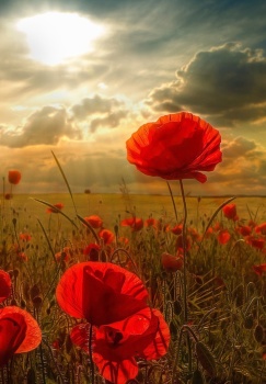 Картина по номерам на холсте и подрамнике 40х50 см