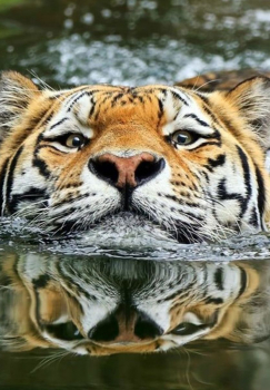 Тигр в воде