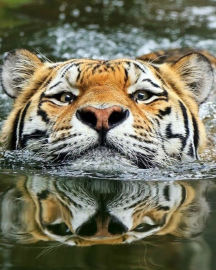 Тигр в воде - Тигр в воде