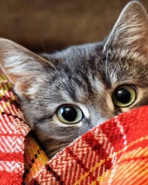 Картина по номерам на холсте и подрамнике 40х50 см - Картина по номерам на холсте и подрамнике 40х50 см