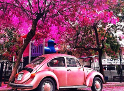 Розовый Volkswagen