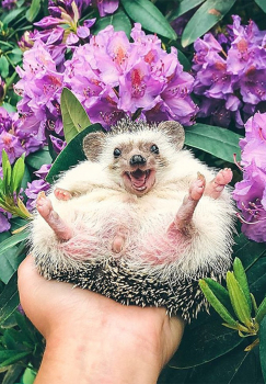 Алмазная мозаика на подрамнике 40х50