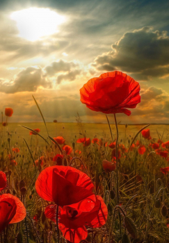 Алмазная мозаика на подрамнике 40х50