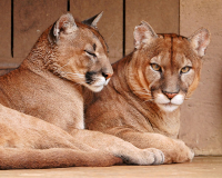 Алмазная мозаика круглыми стразами 40x50: Алмазная мозаика на подрамнике 40х50