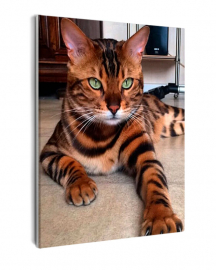 Бенгальский кот - Бенгальский кот
