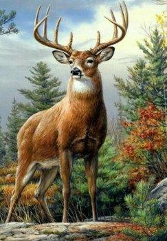 Картина по номерам на холсте и подрамнике 40х50 см