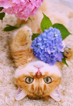 Алмазная мозаика на подрамнике 40х50