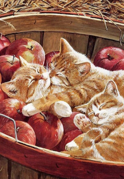 Котята и яблоки