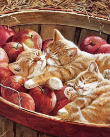 Котята и яблоки - Котята и яблоки