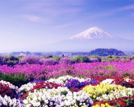 Картина по номерам на холсте и подрамнике 40х50 см - Картина по номерам на холсте и подрамнике 40х50 см