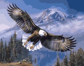 Американский орел - Американский орел