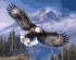 Американский орел - Американский орел