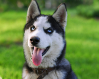 Картины по номерам 40х50: Картина по номерам на холсте и подрамнике 40х50 см