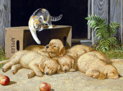 Щенята и кошка