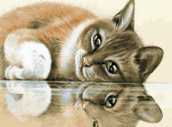 Мечтающий котик