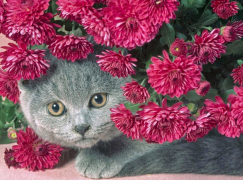 Котёнок в цветах