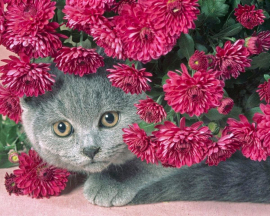 Котёнок в цветах - Котёнок в цветах