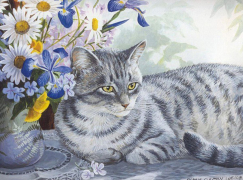 Серый котик
