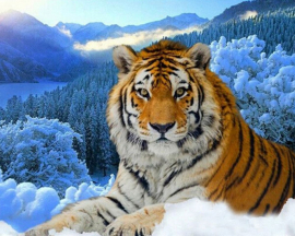 Тигр в зимнем лесу - Тигр в зимнем лесу