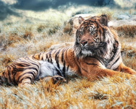 Картина по номерам на холсте и подрамнике 40х50 см - Картина по номерам на холсте и подрамнике 40х50 см