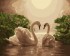 Королевские лебеди - Королевские лебеди