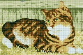 Кот - Кот