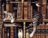 Кот в книгах - Кот в книгах