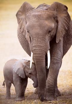 Алмазная мозаика на подрамнике 40х50