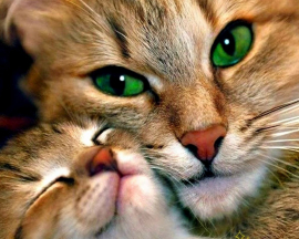 Кошка с котенком - Кошка с котенком