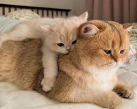 Картины по номерам 40х50: Кошка с котенком