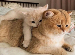 Кошка с котенком