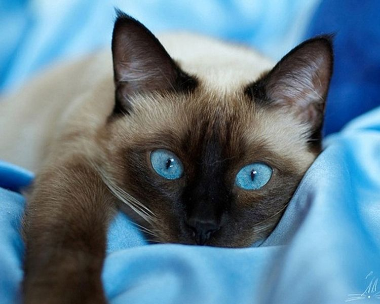 Сколько стоит сиамская кошка