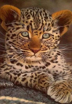 Котенок леопарда