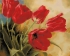 Алмазные мозаики 40x50 - GF637 - Алмазные мозаики 40x50 - GF637