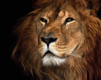 Картины по номерам 40х50: Картина по номерам на холсте и подрамнике 40х50 см