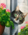 Удивленный кот - Удивленный кот