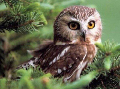 Алмазная мозаика на подрамнике 40х50