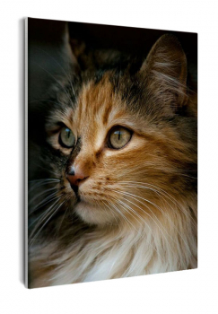 Кот в тени