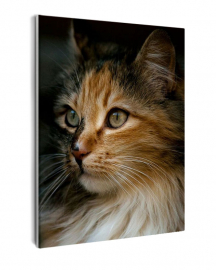 Кот в тени - Кот в тени