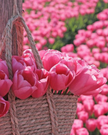 Картина по номерам на холсте и подрамнике 40х50 см - Картина по номерам на холсте и подрамнике 40х50 см