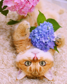 Котёнок с сиренью - Котёнок с сиренью