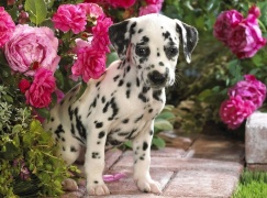 Картина по номерам на холсте и подрамнике 40х50 см