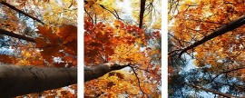 Триптихи 40x50 - Осеннии деревья - Триптихи 40x50 - Осеннии деревья